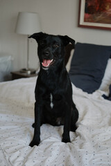 Black happy mongrel dog sitting on a bed smiling with tongue out, pet friendly hotel concept