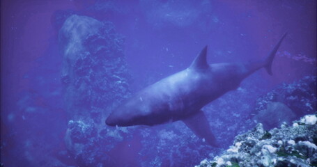 Fototapeta premium A large shark glides gracefully through crystal clear blue water, surrounded by vibrant coral reefs and underwater rock formations. Sunlight filters down, enhancing the serene atmosphere.
