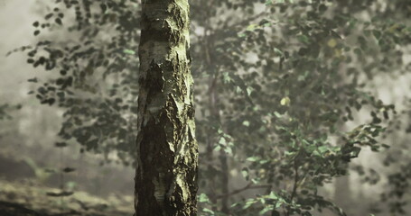 A close up view reveals the textured bark of a tree, with soft sunlight filtering through the dense foliage. Surrounding greenery enhances the peaceful atmosphere of the serene forest.