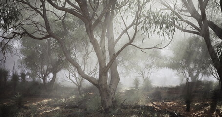 A misty morning envelops a eucalyptus forest, where tall trees tower amidst the fog. Subtle light filters through the branches, illuminating the lush undergrowth. © icetray