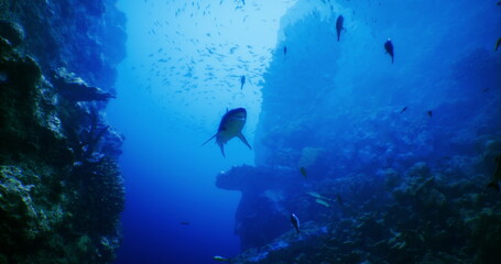 Obraz premium In the depths of a vibrant ocean ecosystem, various fish swim gracefully among coral formations, showcasing the beauty and diversity of underwater life in a serene environment.