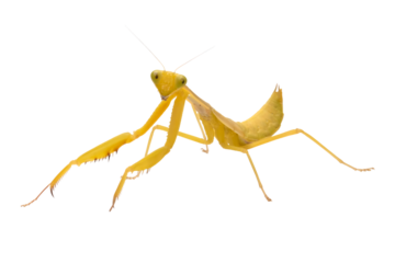 Praying mantis "hierodula venosa" defensive pose on isolated background, Hierodula venosa closeup on reflection