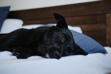 A black mixed-breed dog lying on a bed, resting its head on the sheets. Cozy scene for pet friendly hotel concept