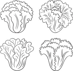 Fototapeta premium Set of Lettuce leaf Outline vector illustration isolated On Transparent Background
