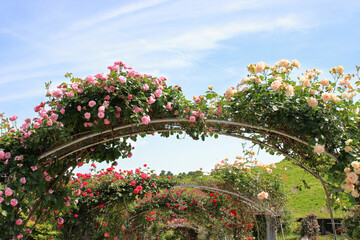 満開のバラアーチ