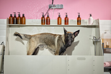 Belgian Malinois dog standing in grooming tub during bath, wet fur visible, looking toward camera,...
