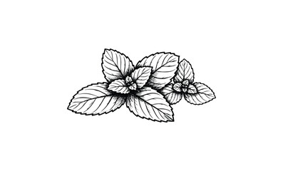 Obraz premium Detailed black and white mint leaves illustration with intricate line work design. Vector retro hand drawn illustration