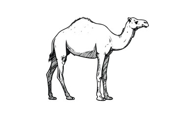 Fototapeta premium Detailed black and white sketch of a standing camel. Vector retro hand drawn illustration