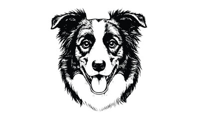 Fototapeta premium Detailed black and white illustration of a happy border collie dog face. Vector retro hand drawn illustration