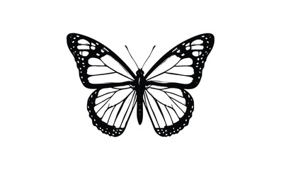 Detailed black and white monarch butterfly silhouette. Vector retro hand drawn illustration
