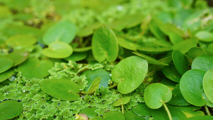 Close up of duckweed floating on water surface with selective focus.