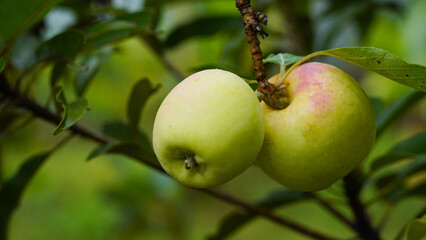 Anna apples hanging on a tree, ready to be picked