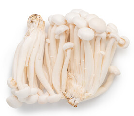 Cluster of shimeji or enoki mushrooms on white background. File contains clipping path.