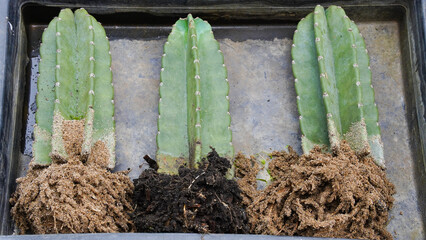 Jamacaru cactus with roots ready to plant © Tyada_Nam
