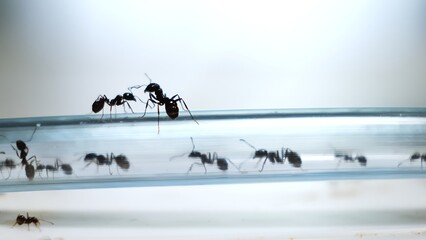 Relocation of ants to another formicarium through a pipe close-up side view. Colony of messor reaper ants in the acrylic ant farm. Hobby pets watching. Selective focus. Big family concept.