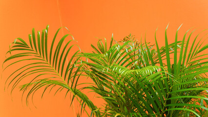 Green leaves of the betel palm contrast against a yellow background.
