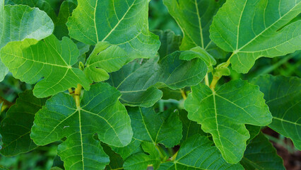 Close-up of a fig leaf