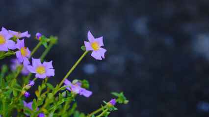 Krokot Mawar or Purslane is a succulent flowering plant native to Argentina, Brazil, Uruguay and often cultivated in garden. It has many common names like Moss rose, ten o'clock and wingpod purslane.