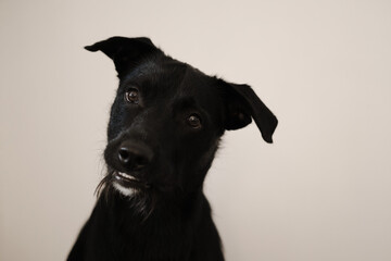 Curious black mongrel dog with tilted head, looking attentive. Minimalistic front view portrait of pet against white wall. A pose of attention. The concept of dog body language.