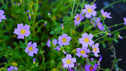 Krokot Mawar or Purslane is a succulent flowering plant native to Argentina, Brazil, Uruguay and often cultivated in garden. It has many common names like Moss rose, ten o'clock and wingpod purslane.