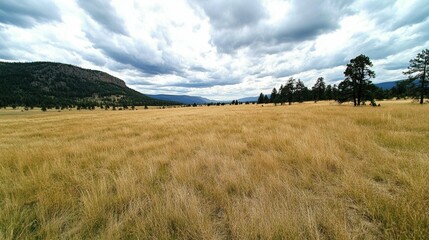 Golden Meadow under Cloudy Sky