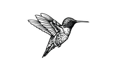 Intricate black and white hummingbird illustration depicting detailed feather patterns in flight. Vector retro hand drawn illustration