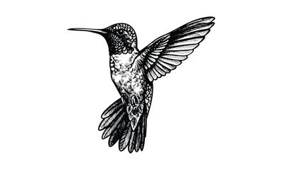 Obraz premium Intricate black and white hummingbird illustration with detailed feathers. Vector retro hand drawn illustration