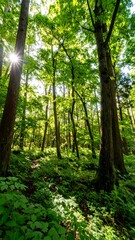 Lush forest floor bathed in sunlight (8)