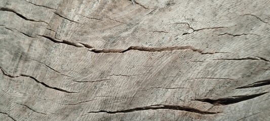 tree bark texture