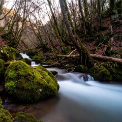 Forest stream flowing through mossy rocks