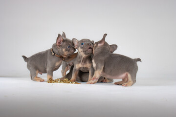 two chihuahua puppies Group of French, bulldog puppies and walk, white background, playing lilac and tan