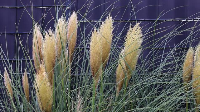 Halme des Pampasgrases  in Zeitlupe im Wind, erzeugen eine beruhigende fast meditative Wirkung