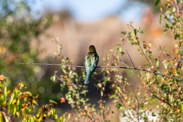 A vividly colored European bee-eater perches on a leafy branch adorned with berries, set against a softly blurred natural backdrop.