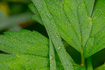 Dew on grass, tiny droplets on green leaves, macro shot