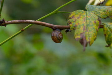 A tree branch with leaves and a snail hanging upside down in the forest on a summer morning