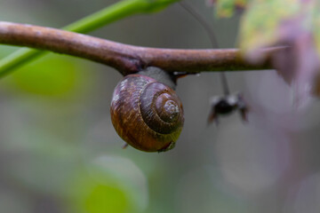 A garden snail in a round shell hanging from a tree branch, upside down amid yellowing leaves