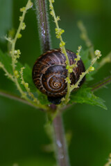 A round garden snail shell nestled among the green stems of a plant, macro photograph