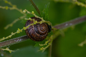 Macro shot of summer nature - a garden snail in the middle of green stems on grass threads