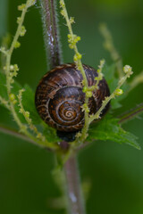 Macro shot of a snail with a round spiral shell crawling on a tree branch surrounded by tree fibers