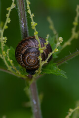 Arianta arbustorum - grape snail with a round shell with a spiral pattern among the grass, macro shot in a summer forest