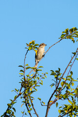 a red-backed shrike perches delicately on a leafy branch beneath a clear blue sky.