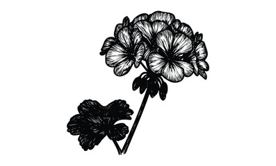 Naklejka premium Detailed black and white geranium flower sketch. Vector retro hand drawn illustration