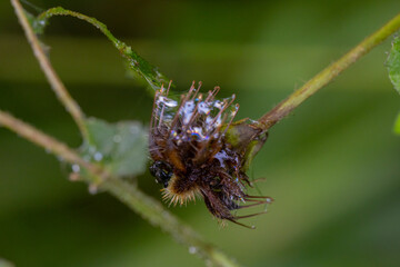 A dry plant covered with hardened mucus produced by a snail