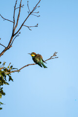 A striking bee-eater bird with green, yellow, and reddish-brown plumage perches on a leafy branch beneath a clear blue sky.