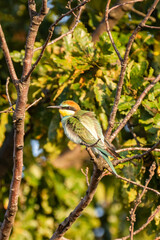 A vividly colored European bee-eaterperches on a leafy branch adorned with berries, set against a softly blurred natural backdrop.