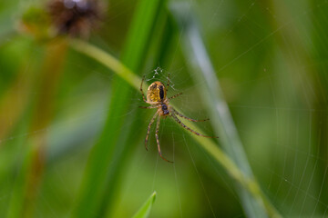 Agriopa green spider in the middle of its web in a summer forest in the morning, macro shot