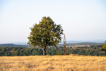 A lone tree and transmission tower  stand quietly in a sunlit field, surrounded by rolling hills and a serene natural landscape.