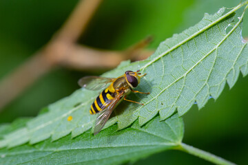 Fototapeta premium Macro photograph of a hoverfly on a nettle leaf - an insect of the Diptera family, suborder Hemiptera. A characteristic feature of many members of this family is their resemblance to stinging bee