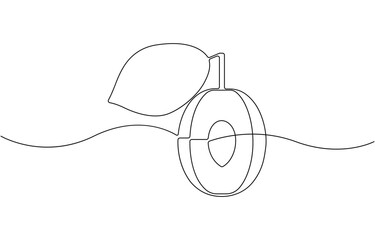 Obraz premium Apricot fruit showing seed inside drawing illustration .
