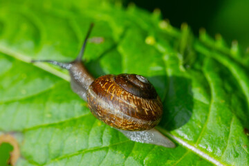 A snail crawling on a long green leaf with antennae, viewed from above on a summer day in the forest